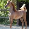 f.alghamdi07