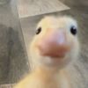 quacky.gospel
