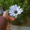 s_sf04