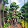 bonsai_gresik