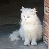 mohammadhaneef147