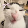_kiwi_192