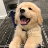 Lazy.Dogs.lee2550