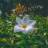 anisha.nur050