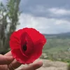 suzsnalhhindy