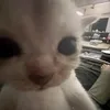 stealyomeme69