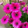 ahadahmed7450