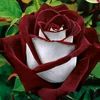 reyna06114