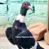 mansoor.khan94570