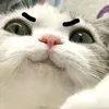 acquyfff8.8
