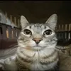 thanh_nguyen592
