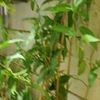 alsaqer1329