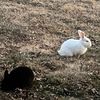 bunnytrails321