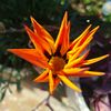 asma_al_ahmed