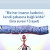 serwar.quti