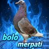 bolo merpati 77