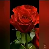 user8769392978144