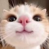 sherly_45q