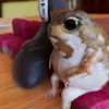 sapito.desenhista