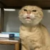 hmeomeo84