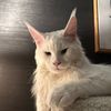 themainecoonmafia