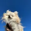 ウルウルうるたん🩵ྀི🐾