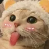 capiboihok