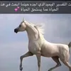 .hussein461