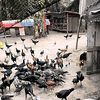 upong.doli