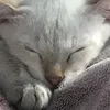 namchu_phomaique