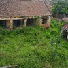 giongcavang2030