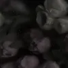 mmm5555996658
