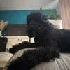 ella.i.koko6