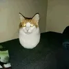 bunionplt