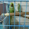 kemooo.parot