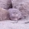 sigma_manul