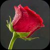 user100167562280