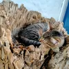luci_12179