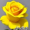 abboud1378
