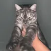 ℳℯ𝓃ℯ𝓁