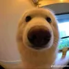 kim.minh.dz