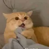 het_cuu09