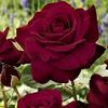 r.s.raj96