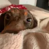 bluethedachshundweenie