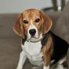 chicoobeagle