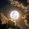 night_bird_15