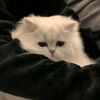cici_7v7