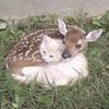 lana57210g5