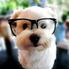 sensei_inu