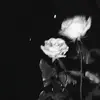 miquiella24